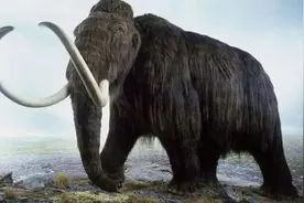 他是全世界唯一一个吃下4000年前猛犸肉的中国男人，如今他如何了图片