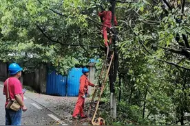 树枝“纠缠”电线     电力部门“剪”除隐患图片