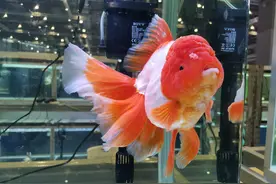 水族界的颜值担当。给大伙介绍20~50元好看又不贵的观赏鱼图片