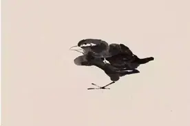 八大山人：给世界一个白眼儿图片