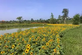 采摘丨万朵葵花大丰收，快来一起嗑瓜子！图片