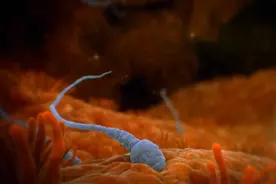 女性体内并不是精子的天堂，99%的精子都无法渡过这3关图片