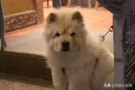 旅游随手拍·丽江古城里的汪汪队集合啦图片