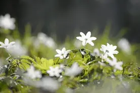 水里加点这个，植物养再久翠绿不黄叶，爱花的人必看图片