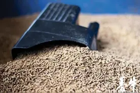 优质犊牛开食料要具备的因素图片