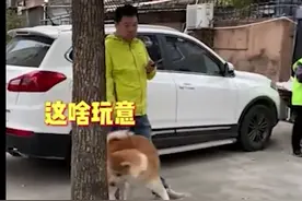 好奇丨当宠物狗遇见机器狗，这只狗怎么奇奇怪怪图片