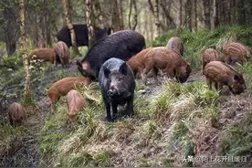 野猪组团下山拱地，不能抓、不能杀，看农民如何出绝招智斗！图片