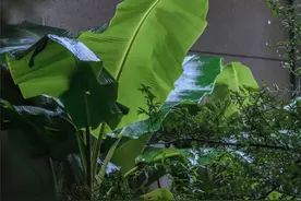 在院子里，种上一株芭蕉，顿时就有了古典气息图片