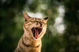 为什么雄性猫要长倒刺，在繁衍时故意刮伤雌性？这倒刺可不简单图片