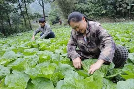 大白菜种植正当时，老农用三种笨方法，确保种植的大白菜高产丰收图片
