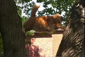观察半天了，基本肯定它需要我的帮助！猫：我特喵也等你半天了？图片