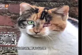 流浪猫眼球受伤，大家都以为是发炎的结果，兽医：不排除人为！视频封面