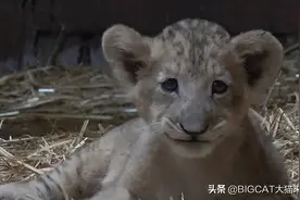 新加坡首只通过人工授精降生的狮子幼崽，再也没有机会见到父亲图片