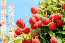 荔枝果树遭砍伐，是自愿还是另有原因？图片