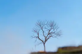 春日里，老家的那些花儿图片