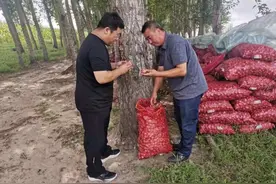 长岭县新安镇：小毛葱种出大收益图片