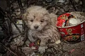 狗被收养，原本是善义之举，却成了一些人眼中钉，肉中刺图片