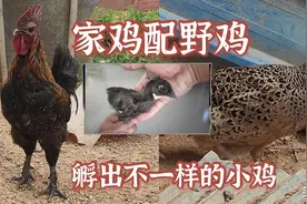 家鸡与野鸡的后代长大后太漂亮了图片