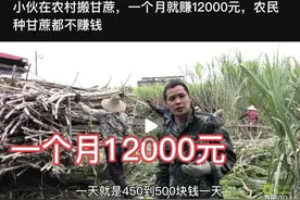 砍甘蔗200块一天，扛甘蔗一个月15000，唯独种甘蔗不赚钱图片