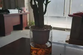 这个小东西喝水喝的够快的图片