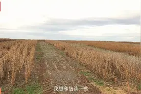 看美国的大豆高产比赛，他们是如何通过比赛提高种植技术的视频封面