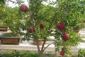 有院子不能错过这3种树，添子添福寓意美好，结果还能随手摘图片