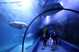 邯郸：海洋世界里的快乐假期图片