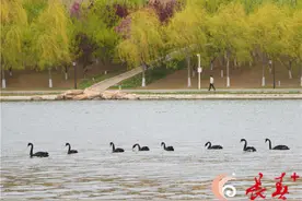 水中诗行！八只黑天鹅落户友谊公园图片