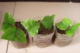 养茉莉花不用买，3种方法繁殖成活率高，一盆变多盆图片