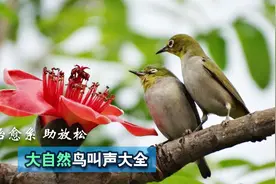 大自然的鸟叫声大全：洗净尘埃，养耳养心！值得收藏视频封面