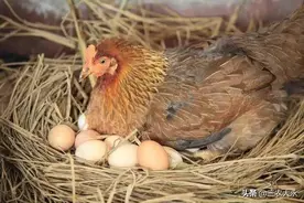 如何让鸡醒抱？你试试这些土办法，简单易学，效果杠杠的！图片