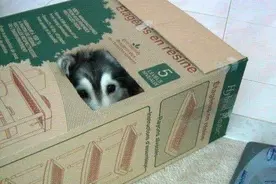 千万不要把二哈和猫咪一起养，不然会被同化的图片