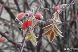 1月花事丨月季冬剪和冬肥，为了春天爆花，现在就得行动起来啦图片