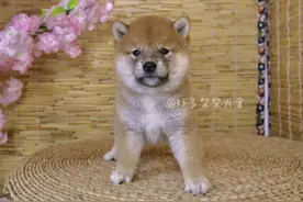 柴犬百科｜为什么不建议挑选狗市场的柴犬？图片
