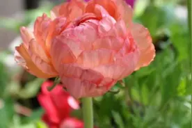芹叶牡丹，叶子像芹菜，花朵却比牡丹还漂亮，看一眼就深陷其中图片