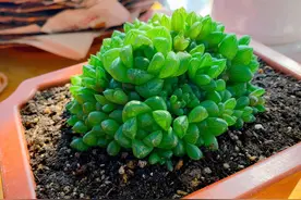 蜂窝煤球养多肉好处多，具体怎么使用呢？图片