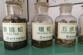 男子捡条死蛇回家吃，剪蛇头时看了它一眼，差点失明图片