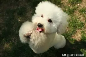 这6种狗狗最受“女生”欢迎，外出遛狗时，更能吸引别人注意！图片