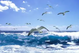 梦想很绚丽，追梦却不易，《海鸥乔纳森》教你如何做个追梦人图片