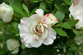 杜鹃花开完花以后不修剪可以吗？我想把杜鹃花枝条养粗为先图片