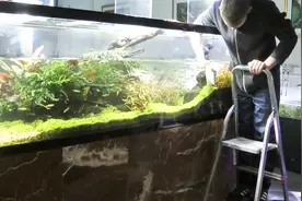 鱼缸太脏？不会清理？跟着小哥一起做，既能清洁又不会破坏景色！视频封面
