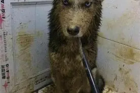 回家闻到一股臭味，顿时有种不好的预感，推开门后：还要继续养吗图片