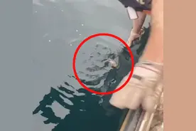 小哥用手救起落水小鸟，小鸟康复后不愿离开，把小哥头顶当鸟窝图片