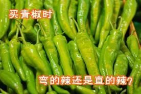 买青椒，弯的辣还是直的辣？椒农教我一招，一挑一个准，太实用了视频封面