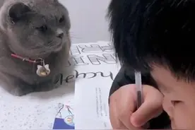 孩子写作业拖拉，猫咪费心“监工”，网友：成精了图片