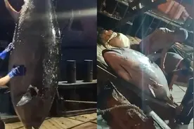 罕见！一条近700斤的蓝鳍金枪鱼被渔民捕获，能卖多少钱，贵吗？图片