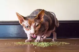 猫薄荷可通过生物工程「酿造」实现规模生产，产能达到153 mg/L图片