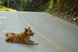一只有灵性的狗，可以救人一命图片