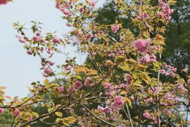 【风景独好】来赣县，赴一场樱花之约！图片