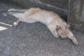 病重流浪猫倒在门口，可能猫财两空的情况下，男子依然选择救治它图片